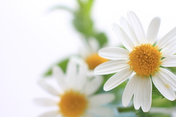 Obraz premium Chamomile isolated with white background