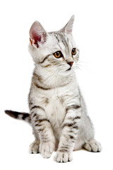 gray british kitten