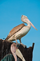 Spot-billed Pelican or grey pelican