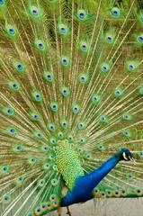 Obraz premium Indian peafowl