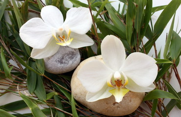 Fototapeta na wymiar orchidée,zen
