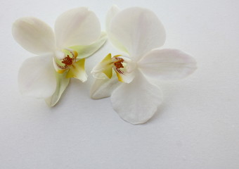 fleuron d'orchidée