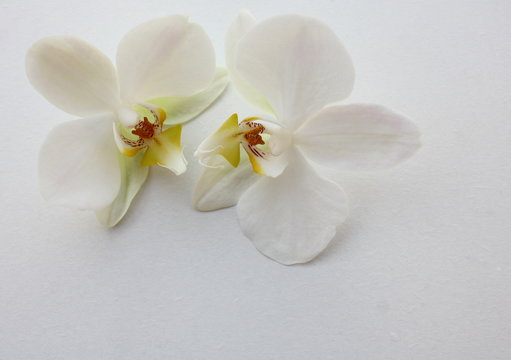 fleuron d'orchid&eacute;e