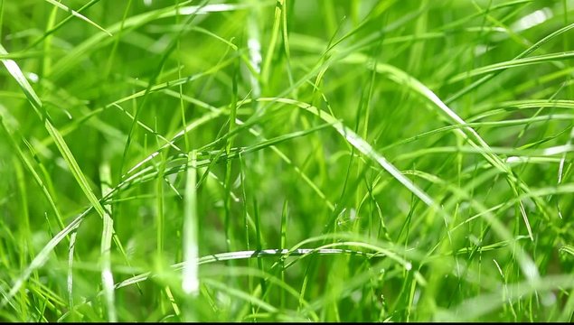 New fresh green garden grass flapping in the wind