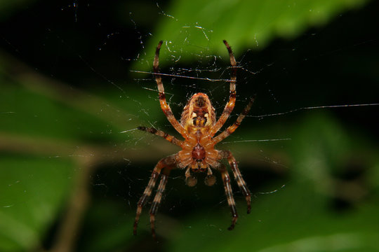 Gartenkreuzspinne / European garden spider (Araneus diadematus)