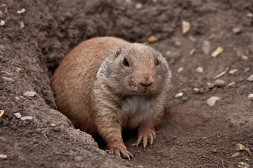 Marmot (Prairie Dog, Gopher) coming out of burrow