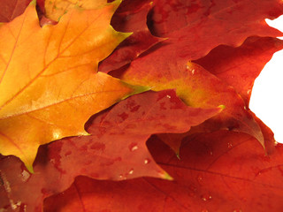 Naklejka na ściany i meble beautiful colored fall leaves