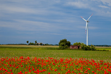 Poppy field meadow with wind turbine