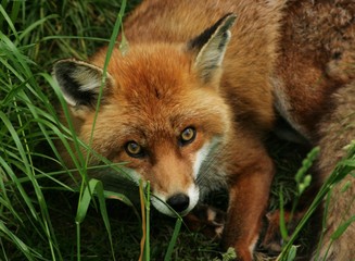 Pretty fox