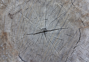 Fototapeta premium Wooden Texture