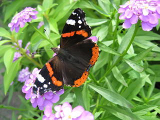 butterfly admiral (Vanessa atalanta)