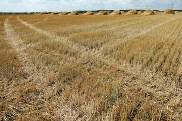 Field after harvesting