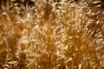 Golden wheat grass closeup