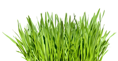wisp of grass