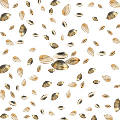 vongole volanti