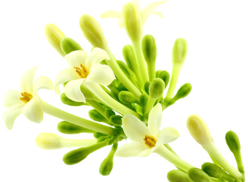 fleurs de papayer, fond blanc