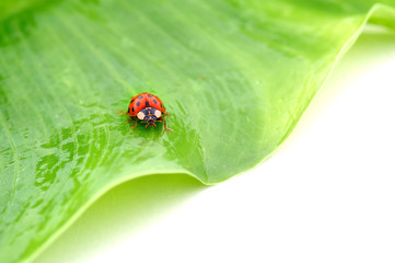 Coccinelle