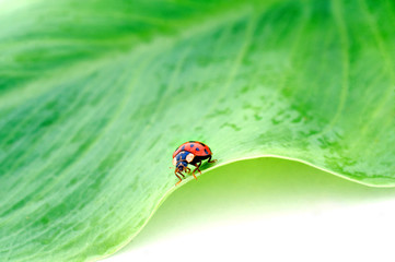 Coccinelle