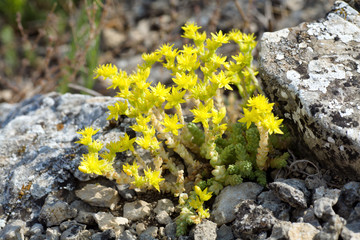 Mountain yellow flowers