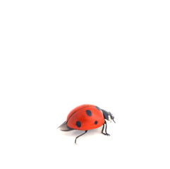 Coccinelle