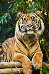 Tiger at the zoo