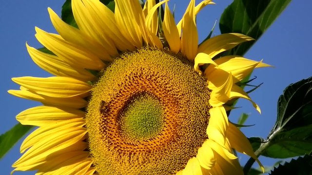 girasole
