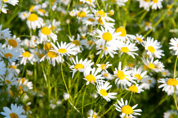 Fototapeta premium White camomile