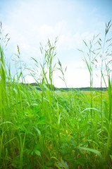 Fototapeta premium Grass against blue sky