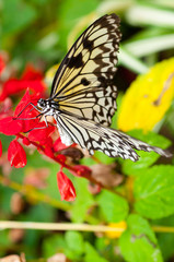 Fototapeta na wymiar beautiful butterfly on flower
