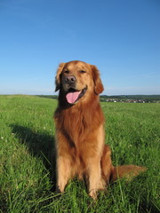 Golden Retriever im Gras