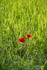 papaveri in campo verde