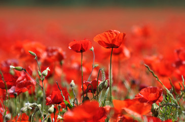 Obraz premium coquelicots 58