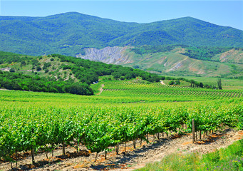 Fototapeta na wymiar A plantation of grapevines, mountains and blue sky