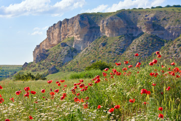Beautiful summer mountain landscape with flowers .