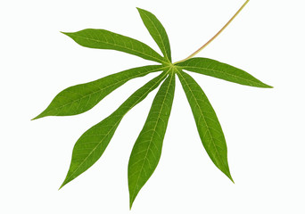 cassava leaf