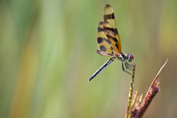 Libelle