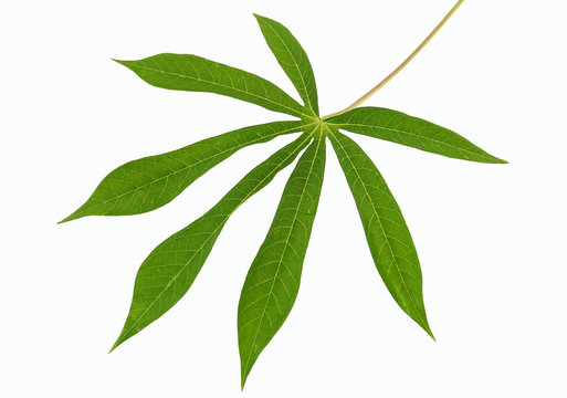 Cassava Leaf