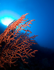 Fototapeta na wymiar Światło pada na czerwone korale