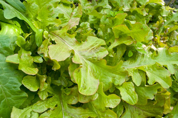 Young lettuce plants.