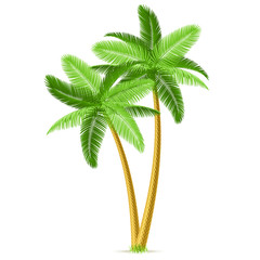 Tropical palm trees. Vector. Detailed portrayal.