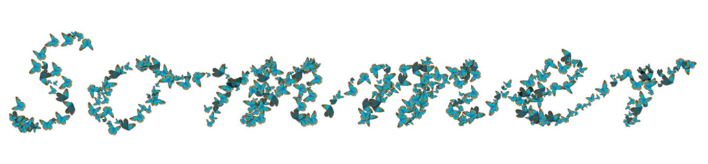 schmetterling sommer