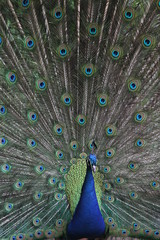 Naklejka premium Pfau schlägt ein Rad