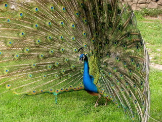 Naklejka premium Pavo cristatus