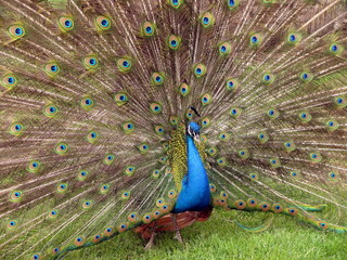 Obraz premium Pavo cristatus