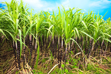 Sugar cane