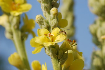 Echte Königskerze  (Verbascum )