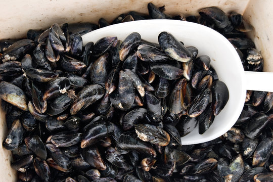 Moules Bourriche