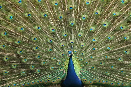 Radschlagender Pfau