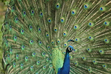 Obraz premium Pfau schlägt ein Rad