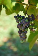 Fototapeta premium vineyard grapes